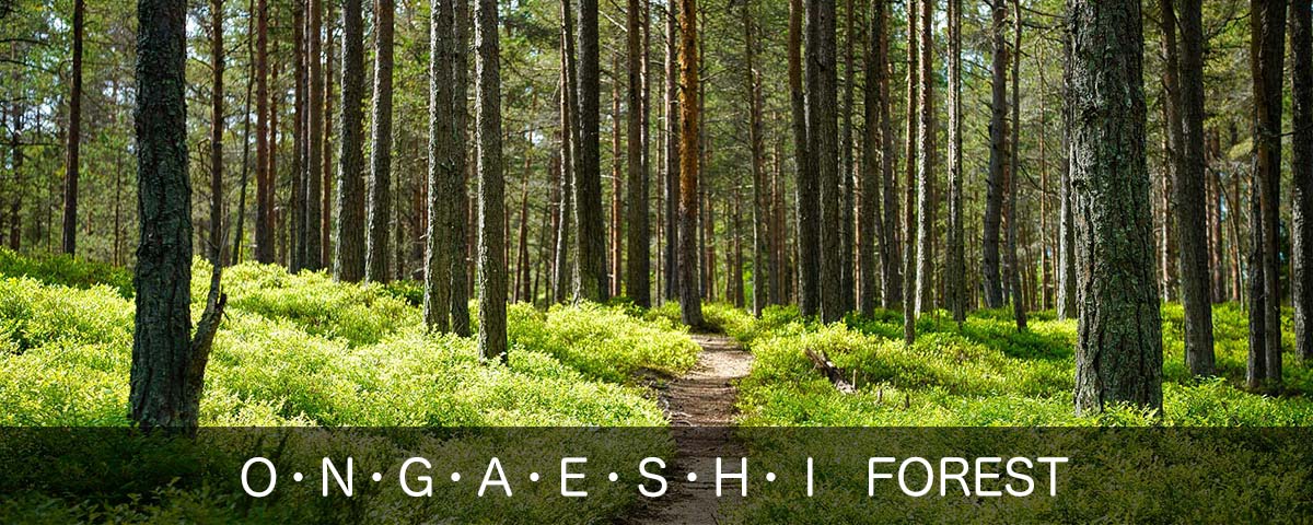 Ｏ・Ｎ・Ｇ・Ａ・Ｅ・Ｓ・Ｈ・Ｉ　FOREST